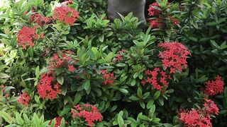 IXORIA PLANT