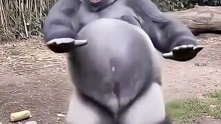 1 minuto animal- Você Teria Coragem... #animalshorts #curiosidades