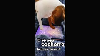 🐶📱 What if your dog could play on a phone like this? 😂🐾
