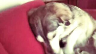 Autotune-Dog