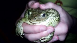 Frog Scream