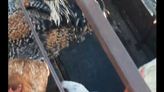 Feira de cabrito no bairro frei Damião