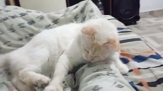 Animal de estimação