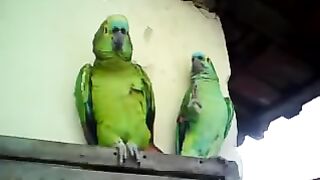 papagaio cantando atirei o pau no gato.