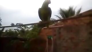 Papagaio cantando Mãezinha do céu