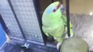 Papagaio conversando muito engraçado.