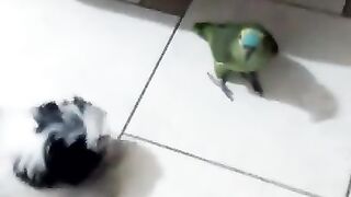 Papagaio falando que o cachorrinho vai apanhar