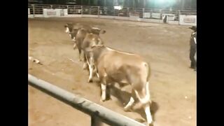 Relembrar também é viver! Touro Bandido e seus clones!! 🐂 Reminiscing is a way of living, too! Bull Bandido and his clones!! 🐂