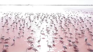 habilidade do Flamingo
