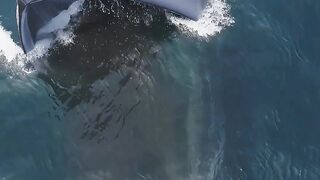 Baleia azul
