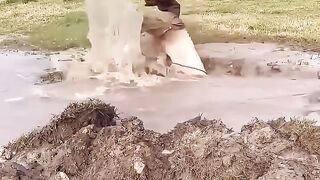 Um cavalo perdido