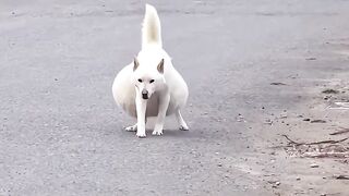 Cachorra abandonada