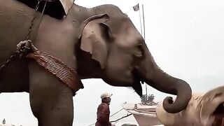 O poderoso elefante