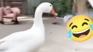 O Pato explosivo