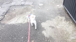 CAMINHADA FELIZ