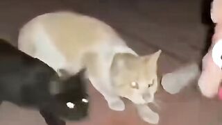 Os gatos