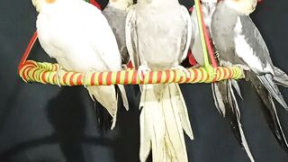 Meus bebês lindos Huis e huide ♥️♥️