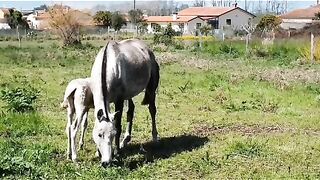 O cavalo