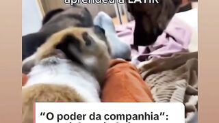 O porco