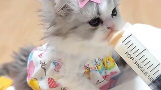 Kucing minum susu