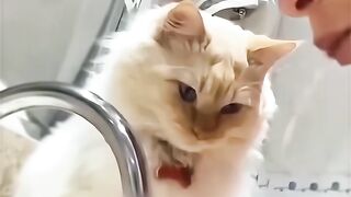 Quando o gato acha que é dono da casa e a gente só paga o aluguel 😂🐱🤣