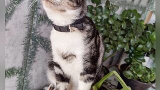Meu gato fuzuê