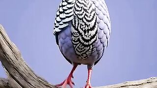funny video 753