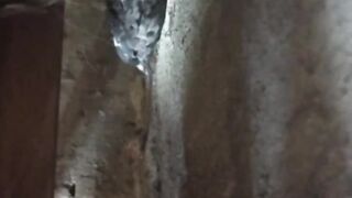 Caçou o pombo