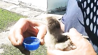 O NOVO MASCOTE DA FAZENDA! 😱 Alguém Já Viu Isso Por Aqui?