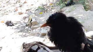 Burung jalak kebo