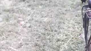Brave Rooster vs Snake | Who Will Win?