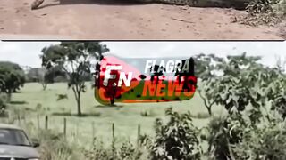 COBRA ENGOLINDO UMA VACA NO PR