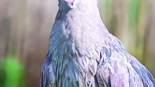 Aves sinistra