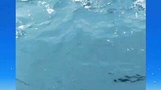 PEIXE LEVOU  A ISCA