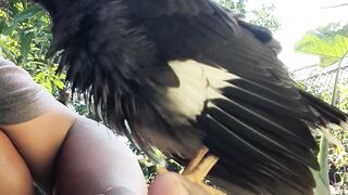 Birds 45