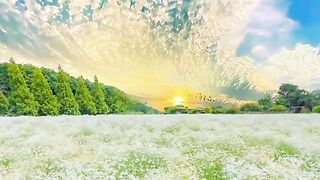 Beautiful Flowers 7