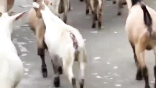 **A Herd of Goats Walking Together 🐐 | Funny and Adorable Goat Moments**