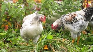 Free-range Chickens