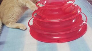 Little Jerry's playtime