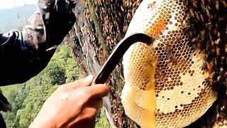 honey harvest
