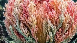 The Coral Phoenix: Guardian of the Deep Reef 🌊