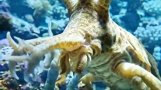 Prehistoric animals