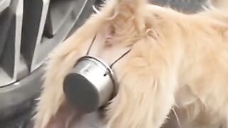 something strange on the dog's rear end