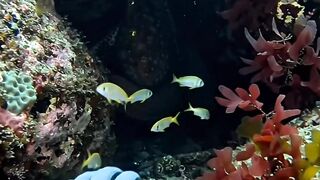🌊 I Dove Into the Deep… Then THIS Giant Creature Appeared! 😳