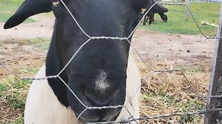 Cabritinhos 2