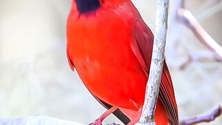 *The Most Elegant Bird Dance Ever* 🖤