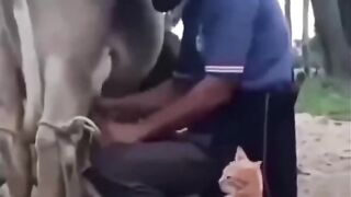 O GATO