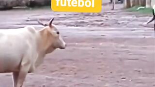 O iogador