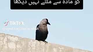 CROW IS VERY SHY