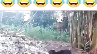 A briga do século